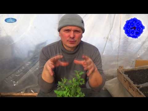 Видео: ВЕРБЕНА, ПЕРЕЗИМОВАВШАЯ В ДОМЕ!