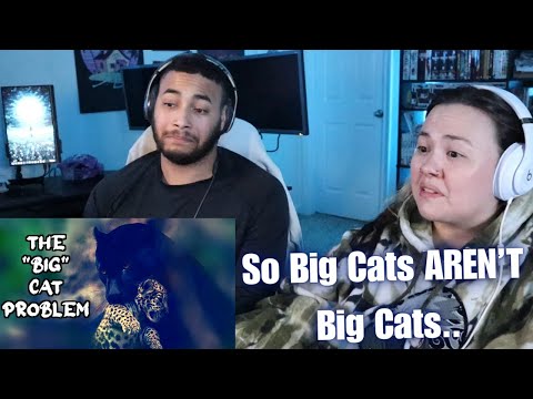 Видео: OtakuCouple реагирует на невероятно сложный мир кошек