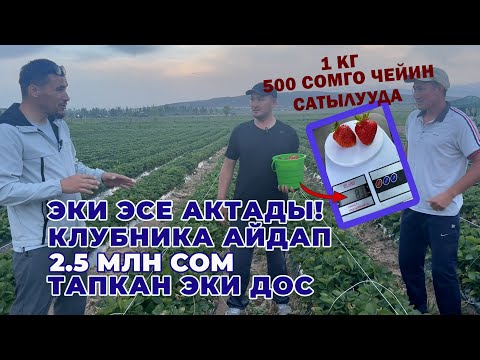 Видео: 1 сарай бука, машинасын сатып клубника бизнесин баштаган эки дос. Сырлары менен бөлүшүштү