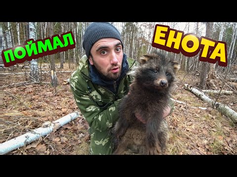 Видео: Поймал в ловушку Енотовидную собаку Сделал тандыр Запек фазана в тандыре