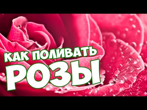 Видео: КАК ПРАВИЛЬНО ПОЛИВАТЬ РОЗЫ? 🌹 Уход за Розами 🌹 полезные советы Хитсад