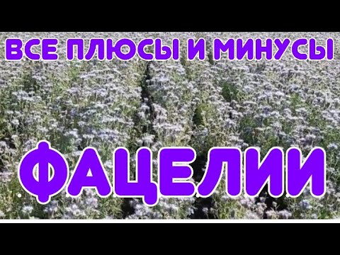 Видео: ВСЕ О ФАЦЕЛИИ.ВСЕ ПЛЮСЫ И МИНУСЫ ЭТОГО МЕДОНОСА.ПЕРВОЦВЕТЫ.КРАСОТА,УДОБРЕНИЕ,ПОЛЬЗА.