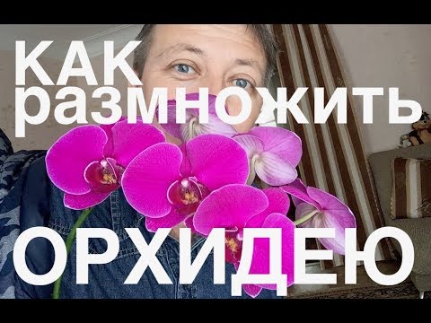 Видео: Как вырастить детку орхидеи на сломанном цветоносе