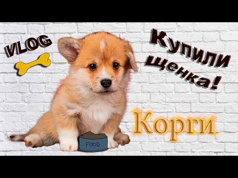 Видео: VLOG: Купили щенка Корги