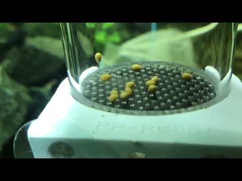 Видео: Размножение цихлид. Забор икры. Первый нерест