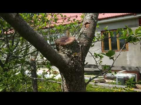 Видео: Как снизить высоту старой сливы?Омолаживаем старую сливу.Как формировать чашу на старом дереве?