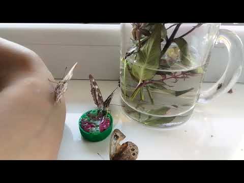 Видео: Большая охота на бабочек 🧚‍♀️