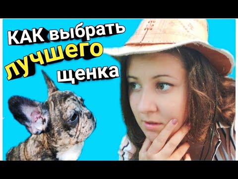 Видео: КАК выбрать ЛУЧШЕГО щенка французского бульдога. Мокрый нос