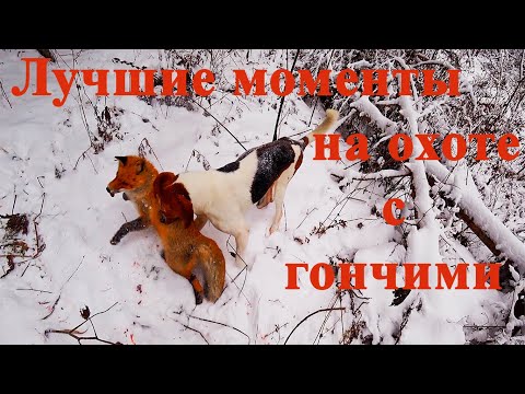 Видео: Лучшие моменты с гончими на охоте на зайца и лисицу. Красивые выстрелы и промахи.