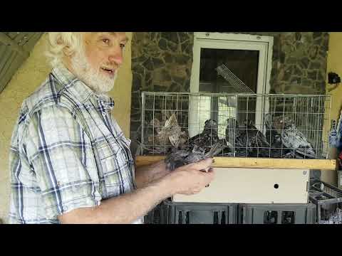 Видео: Разновидности мраморного окраса