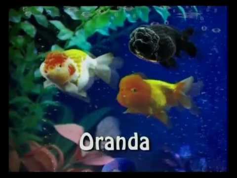 Видео: Золотые рыбки
