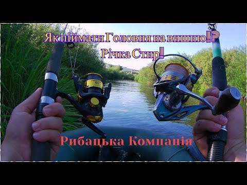 Видео: Як піймати Головня на вишню!? Річка Стир, правильна оснастка на головня.