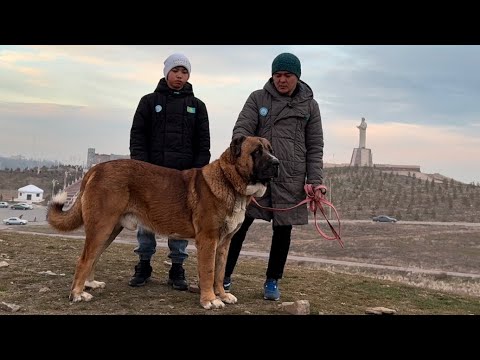Видео: Тараз қаласы Uznali_boyca жыл қорытындысы 29.12.2024  Пк Жамбас вл Жансерік тел 8 775 550 66 69