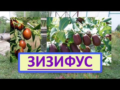 Видео: Зизифус/китайский финик/унаби. Полная информация о Зизифусе!