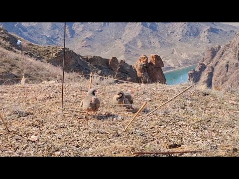 Видео: 26 марта 2025 г.