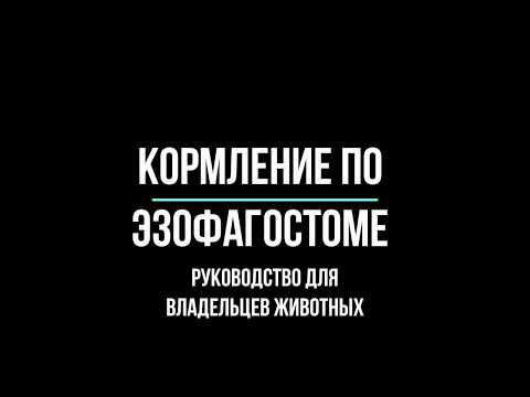 Видео: Кормление по эзофагостоме. Руководство для владельцев животных