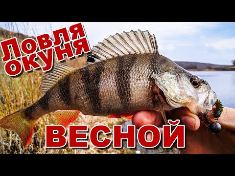 Видео: Микроджиг весной в конце марта | Ловим окуня на реке