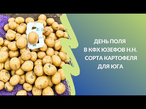 Видео: День поля в КФХ Юзефов Н.Н. | Сорта картофеля для юга