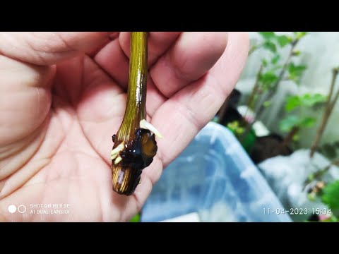 Видео: Укоренение винограда в пакете