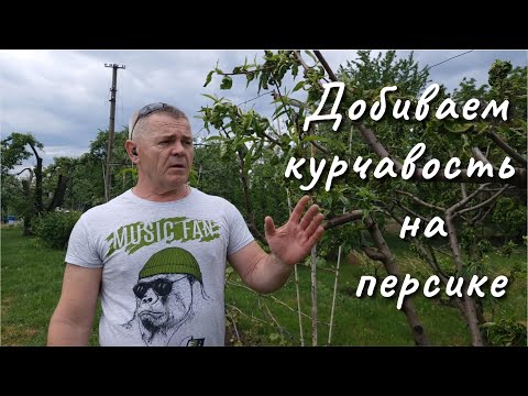 Видео: Два препарата против курчавости персика.Третья обработка.