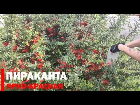 Видео: Пираканта ярко-красная заготовка семян