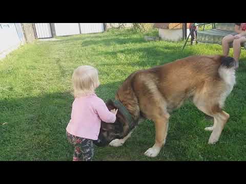 Видео: Алабай обидел ребёнка