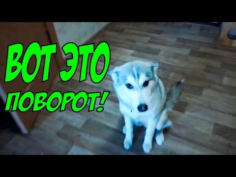 Видео: Вот это поворот! Собака-обосрака