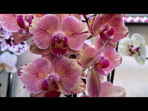 Видео: Освещение для Орхидей ( ответы на вопросы зрителей )