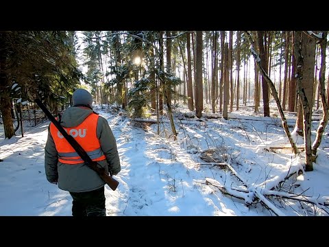 Видео: Загонная ОХОТА. БРР из Прошлого. 8 января 2024г.