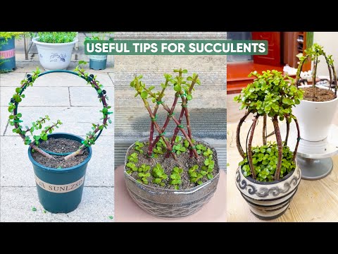 Видео: Откройте для себя 8-минутный трюк, который поможет сохранить жизнь вашим суккулентам