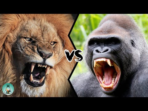 Видео: ЛЕВ ПРОТИВ ГОРИЛЛЫ — Кто победит в этом бою?