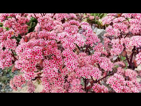 Видео: Посилочка по обміну.📦Очитки - від малих до великих.💕🙌👐 