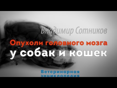 Видео: Опухоли головного мозга у собак и кошек