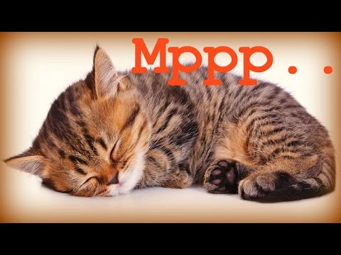 Видео: 3 Часа - Умиротворяющее Мурлыканье Еще Раз:) / If You Love Cats :)