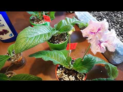 Видео: Грунт для стрептокарпусов, выращиваем стрепсы