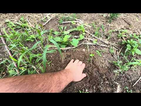 Видео: Обрезка персика.#здоровье #дача #сад #garden #огород