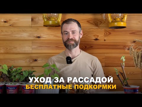 Видео: БЕСПЛАТНЫЕ ПОДКОРМКИ ДЛЯ РАССАДЫ. Чем можно подкормить рассаду из подручных средств.