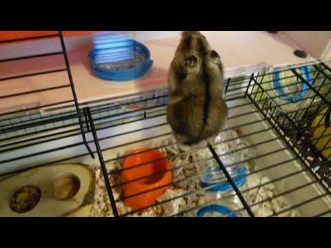 Видео: Обзор на клетку OLIMPIA !!!