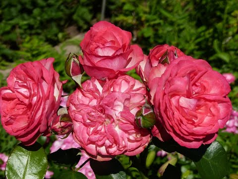 Видео: У вас будет шикарное цветение роз .Подкормка и обработки от вредителей.Результаты моих действий.