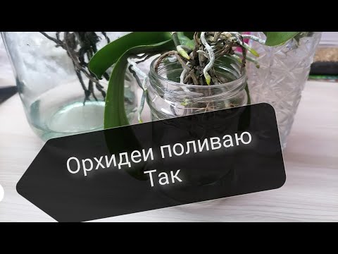 Видео: как полить орхидею без грунта правильно