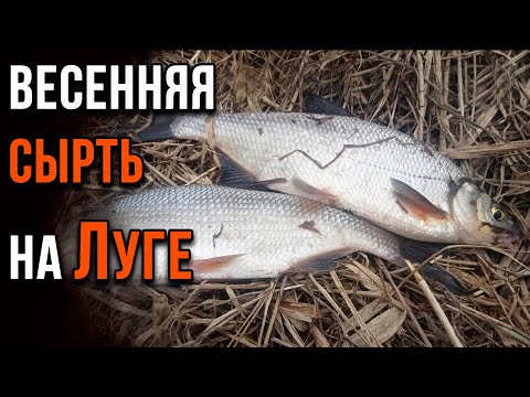 Видео: Весенняя сырть на Луге.