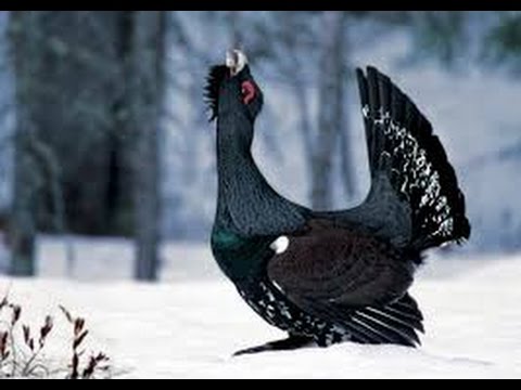 Видео: Глухарь. Охота на лунках