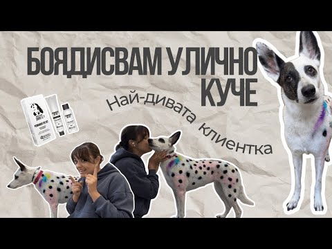 Видео: Боядисвам улично куче 😱 | Пълна груминг трансформация