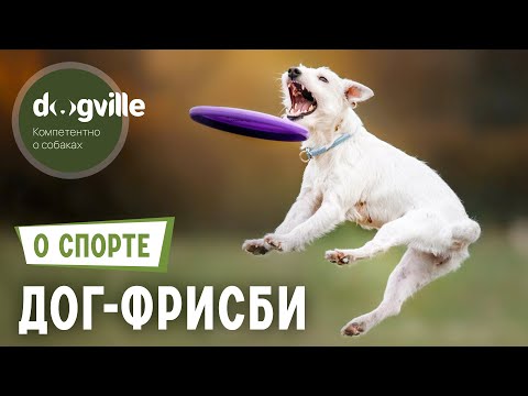 Видео: Дог-фрисби – О спорте