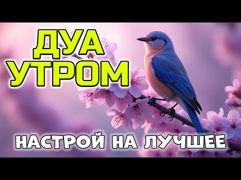 Видео: ПРОСНУТЬСЯ С БЛАГОСЛОВЕНИЕМ! 🤲✨ СИЛА УТРЕННИХ ДУА! ☀️
