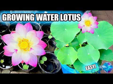 Видео: Вырастить лотос из семян легко!
