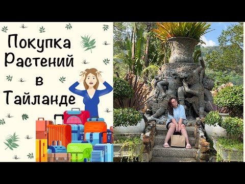 Видео: Покупка растений в Тайланде, остров Пхукет.  Вывоз растений из Тайланда.