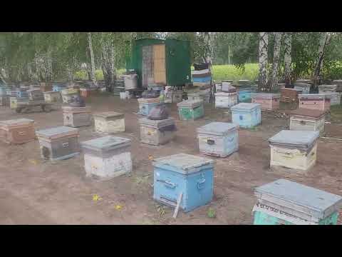 Видео: Медовый ключ. 28 августа 2023г.