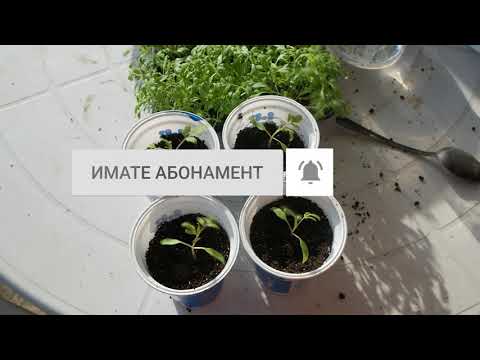 Видео: Растения - Гидрогель - Подгузники