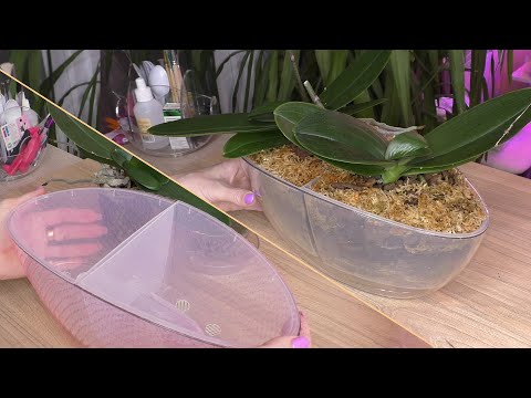 Видео: КРАСИВАЯ пересадка двух орхидей СИНГОЛО! РЕЗУЛЬТАТ СТОИТ ПОТРАЧЕННОГО ВРЕМЕНИ!
